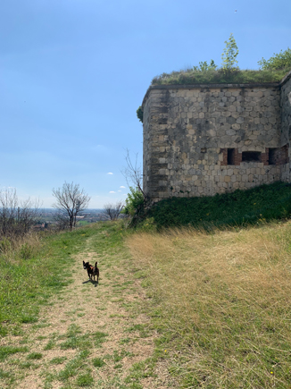 forte preara con cane durante Escursione a Verona con il cane