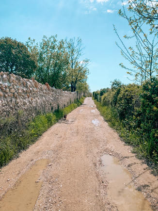trekking a montorio per Escursione a Verona con il cane