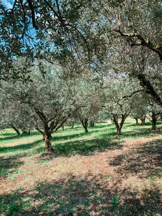 campo di ulivi vicino al castello di montorio